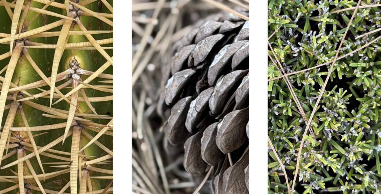 When Nature Abstracts Itself